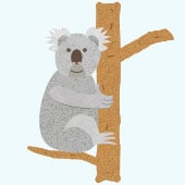 Koalaklasse