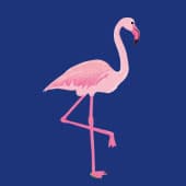 Flamingoklasse