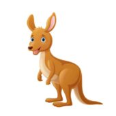 Cute kangaroo cartoon on white background